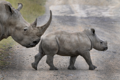 Wildlife photographer Paul McDougall