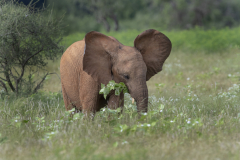 Wildlife photographer Paul McDougall