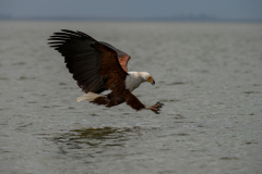 Wildlife photographer Paul McDougall