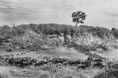 Wildlife photographer Paul McDougall