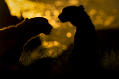 Wildlife photographer Paul McDougall