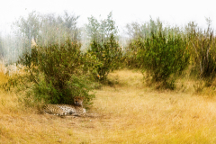 Wildlife photographer Paul McDougall