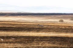 Wildlife photographer Paul McDougall