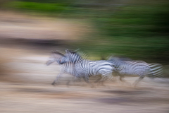 Wildlife photographer Paul McDougall