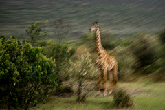 Wildlife photographer Paul McDougall