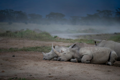 Wildlife photographer Paul McDougall