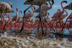 Wildlife photographer Paul McDougall