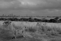 Wildlife photographer Paul McDougall