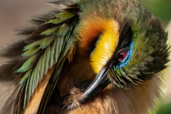 Wildlife photographer Paul McDougall