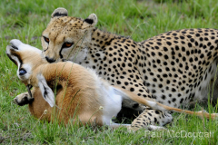 Wildlife photographer Paul McDougall