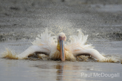 Wildlife photographer Paul McDougall