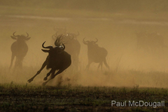 Wildlife photographer Paul McDougall