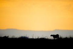 Wildlife photographer Paul McDougall