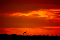 Wildlife photographer Paul McDougall