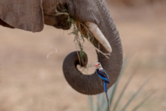 Wildlife photographer Paul McDougall