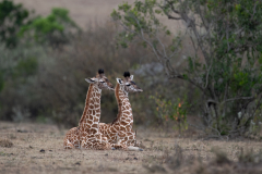 Wildlife photographer Paul McDougall