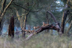 Wildlife photographer Paul McDougall