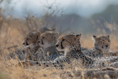 Wildlife photographer Paul McDougall