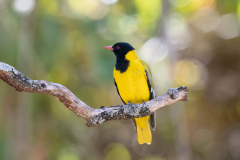 Wildlife photographer Paul McDougall