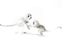 Wildlife photographer Paul McDougall
