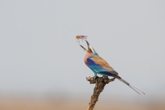 Wildlife photographer Paul McDougall