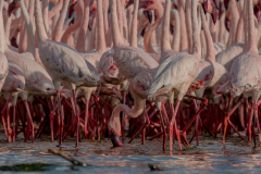 Wildlife photographer Paul McDougall