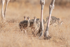 Wildlife photographer Paul McDougall