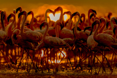 Wildlife photographer Paul McDougall