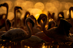 Wildlife photographer Paul McDougall