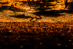 Wildlife photographer Paul McDougall