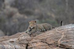 Wildlife photographer Paul McDougall