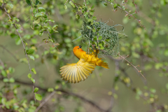 Wildlife photographer Paul McDougall