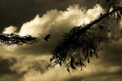 Wildlife photographer Paul McDougall