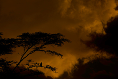 Wildlife photographer Paul McDougall