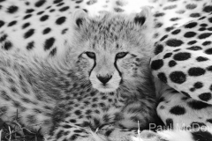 Wildlife photographer Paul McDougall
