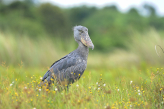 Wildlife photographer Paul McDougall