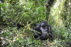 Wildlife photographer Paul McDougall
