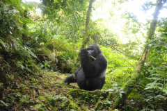 Wildlife photographer Paul McDougall