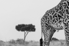 Wildlife photographer Paul McDougall