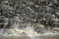 Wildlife photographer Paul McDougall