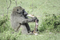 Wildlife photographer Paul McDougall
