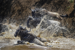 Wildlife photographer Paul McDougall