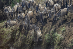 Wildlife photographer Paul McDougall