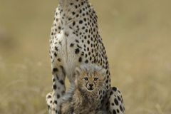 Wildlife photographer Paul McDougall