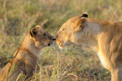 Wildlife photographer Paul McDougall