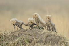 Wildlife photographer Paul McDougall