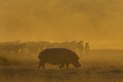 Wildlife photographer Paul McDougall