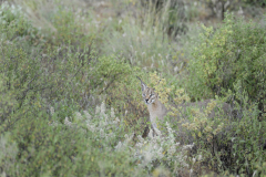 Wildlife photographer Paul McDougall
