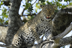 Wildlife photographer Paul McDougall