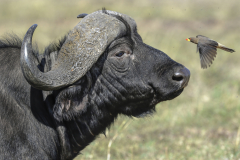 Wildlife photographer Paul McDougall